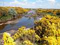 Gorse in blossom all over the country in spring